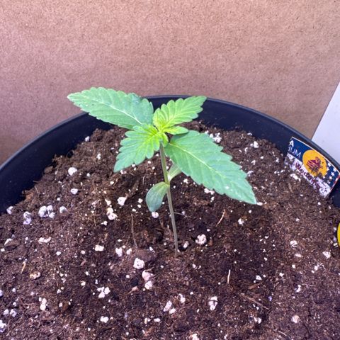 Wedding Cake  growlog timeline photo