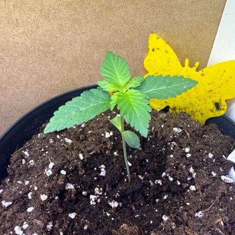Wedding Cake  growlog timeline photo