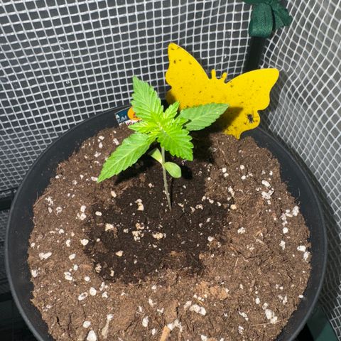Wedding Cake  growlog timeline photo