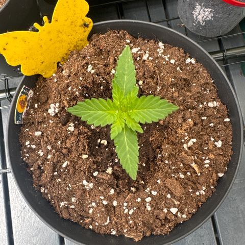 Wedding Cake  growlog timeline photo