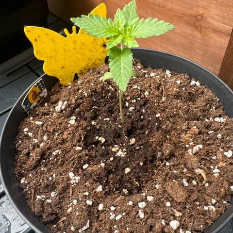Wedding Cake  growlog timeline photo