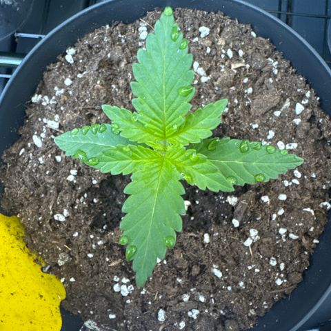 Wedding Cake  growlog photo: Wasserperlen kommen durch die Hoch LF