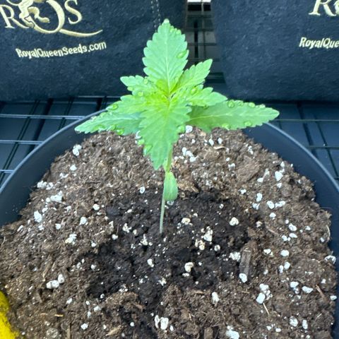 Wedding Cake  growlog photo: Wasserperlen kommen durch die Hoch LF