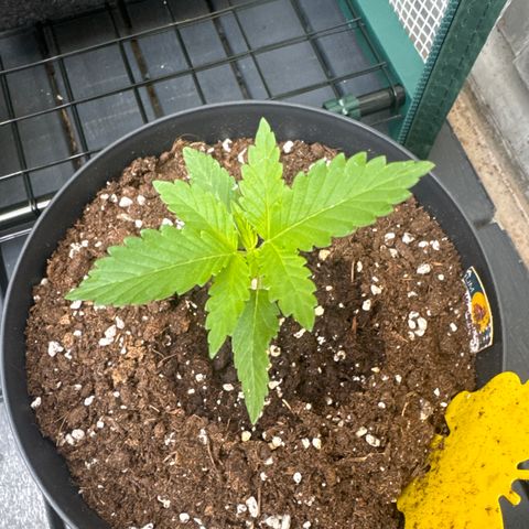 Wedding Cake  growlog timeline photo