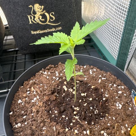 Wedding Cake  growlog timeline photo