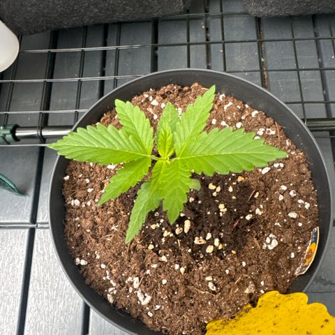 Wedding Cake  growlog timeline photo