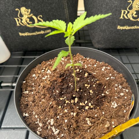 Wedding Cake  growlog timeline photo