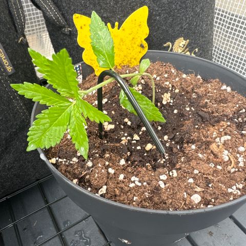 Wedding Cake  growlog timeline photo
