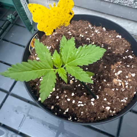 Wedding Cake  growlog timeline photo