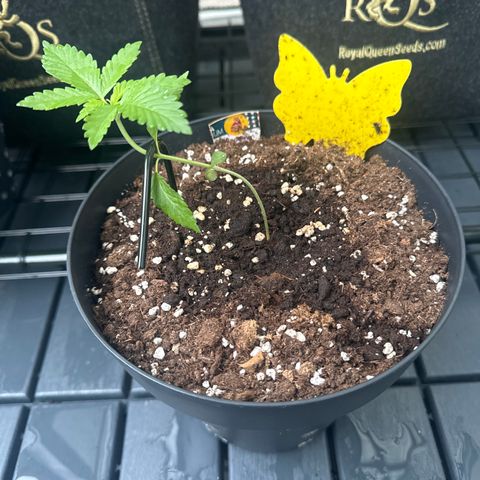 Wedding Cake  growlog timeline photo