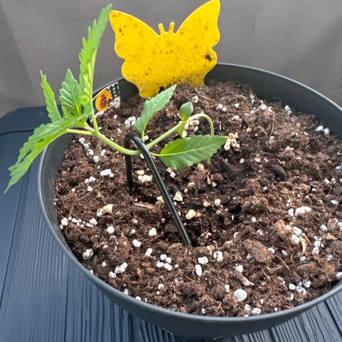 Wedding Cake  growlog timeline photo