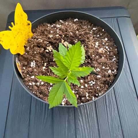 Wedding Cake  growlog timeline photo
