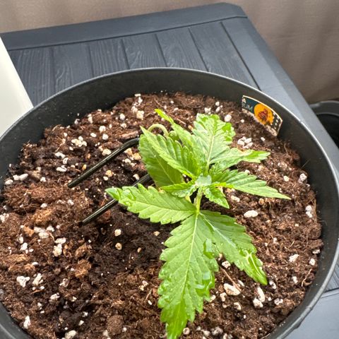 Wedding Cake  growlog timeline photo
