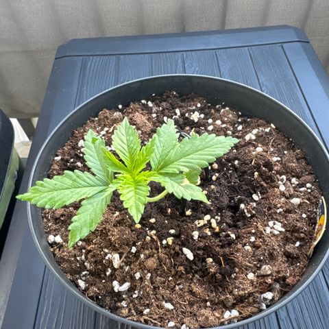 Wedding Cake  growlog timeline photo