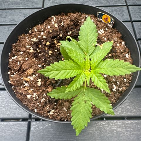 Wedding Cake  growlog timeline photo
