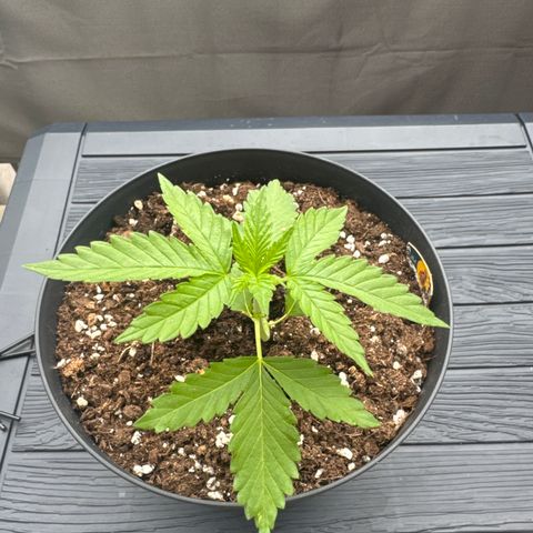 Wedding Cake  growlog timeline photo