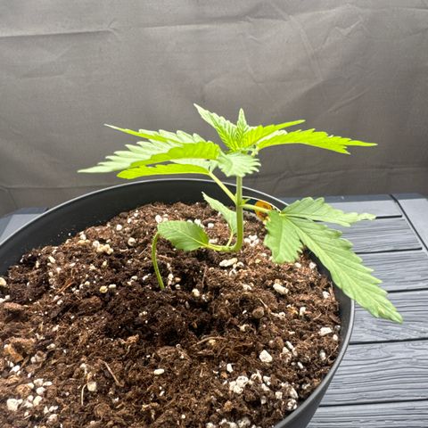 Wedding Cake  growlog timeline photo