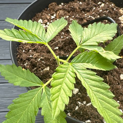 Wedding Cake  growlog photo: Schauen wir wie gut das FIM klappt 