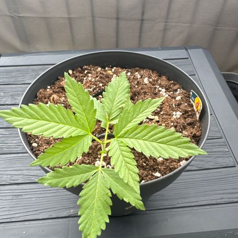 Wedding Cake  growlog timeline photo
