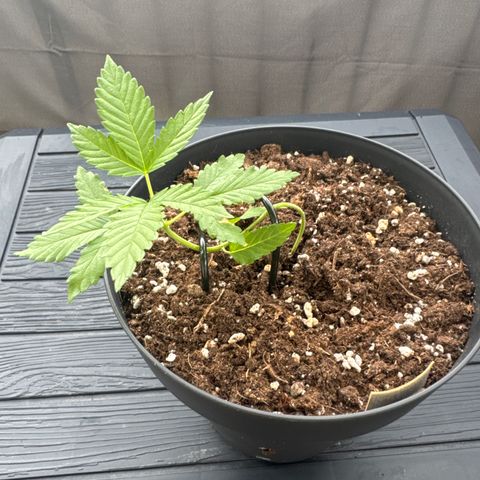 Wedding Cake  growlog timeline photo