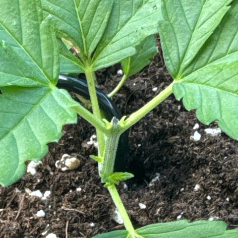 Wedding Cake  growlog timeline photo