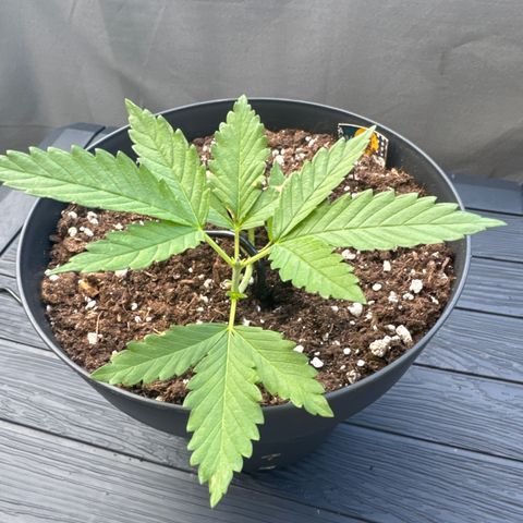 Wedding Cake  growlog timeline photo