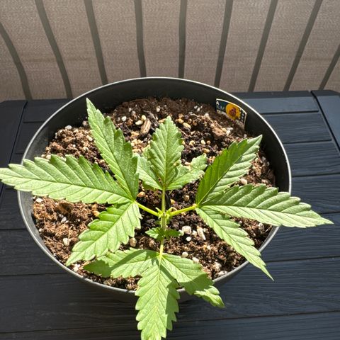 Wedding Cake  growlog timeline photo