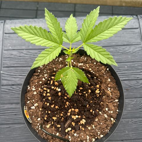 Wedding Cake  growlog timeline photo