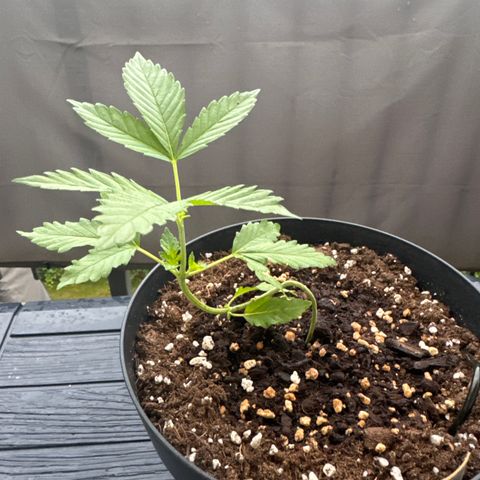 Wedding Cake  growlog timeline photo
