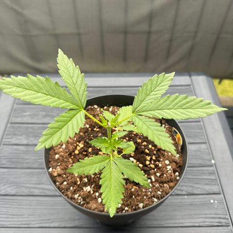 Wedding Cake  growlog timeline photo