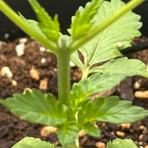 Wedding Cake  growlog timeline photo