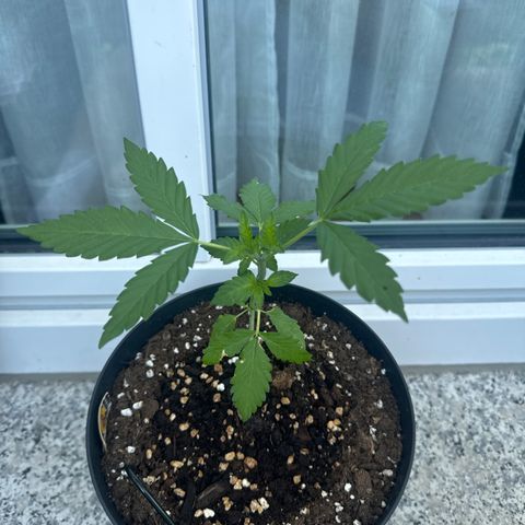 Wedding Cake  growlog timeline photo
