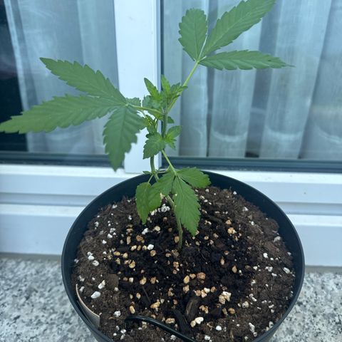Wedding Cake  growlog timeline photo