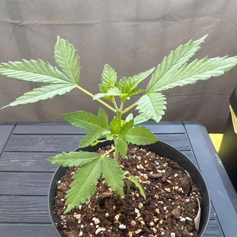 Wedding Cake  growlog timeline photo