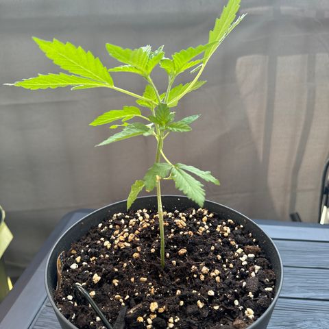 Wedding Cake  growlog timeline photo