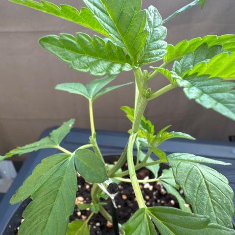 Wedding Cake  growlog photo: Topping bei drei Strängen - Starker Stress aber das wird Sie überstehen. (Hoffentlich)