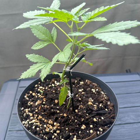 Wedding Cake  growlog timeline photo