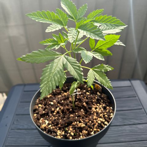 Wedding Cake  growlog timeline photo