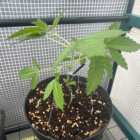 Wedding Cake  growlog timeline photo