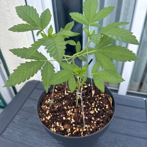Wedding Cake  growlog timeline photo