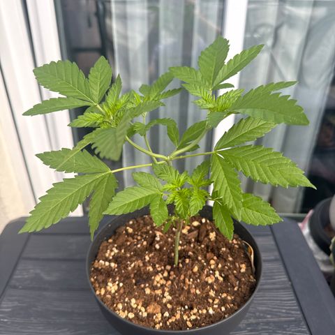 Wedding Cake  growlog timeline photo