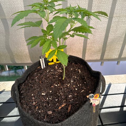 Wedding Cake  growlog timeline photo