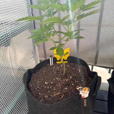 Wedding Cake  growlog timeline photo