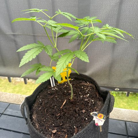 Wedding Cake  growlog timeline photo