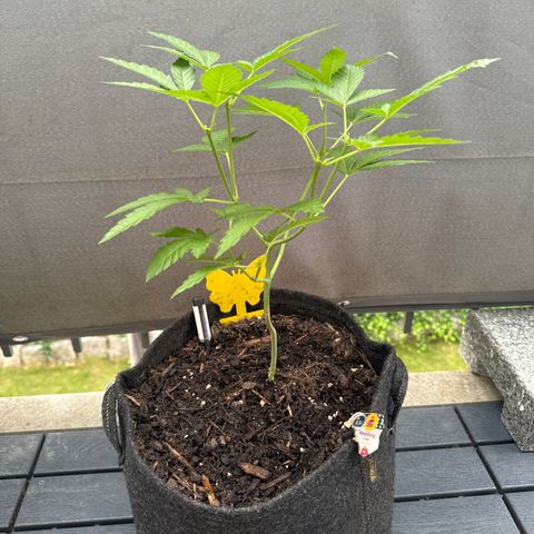 Wedding Cake  growlog timeline photo