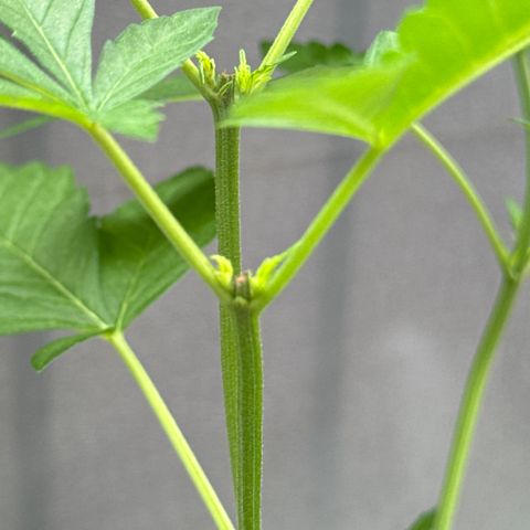 Wedding Cake  growlog timeline photo
