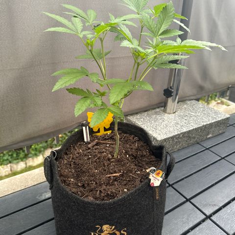Wedding Cake  growlog timeline photo