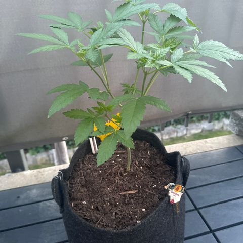 Wedding Cake  growlog timeline photo