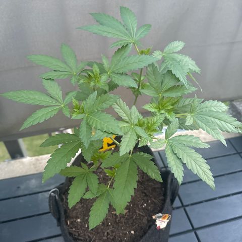 Wedding Cake  growlog timeline photo