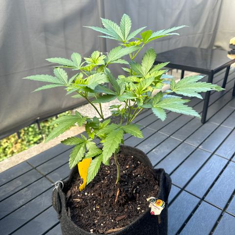 Wedding Cake  growlog timeline photo